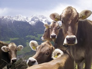 .altoadige_gas